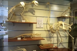 L’histoire de la vie à travers les périodes géologiques est retracée dans les salles d’exposition du musée. (Source : VNA)