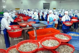 La production des crevettes pour l'exportation du Vietnam. Photo : VNA