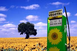 La hausse de la demande sur les biocarburants est une des causes de la hausse des prix des produits végétaux et animaux. (Source: Internet)