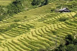 Des rizières en terrasses de Mu Cang Chai. (Source :VNA)