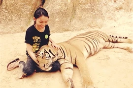 Phan Ai Hông Trang est la 2e volontaire vietnamienne à travailler au temple Wat Pha Luang Ta Bua, province de Kanchanaburi (Ouest de la Thaïlande) pour soigner les tigres. Photo : internet