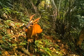 Le muntjac est découvert dans la réserve pour le Sao La dans la province de Thua Thiên-Huê. 