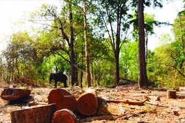 L’éléphant est un symbole du Tây Nguyên (Hauts Plateaux du Centre). (Source : VNA)