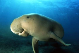 Un Dugong. Photo : NG