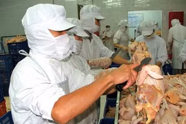 Transformation de la viande de poulet. Photo : Net