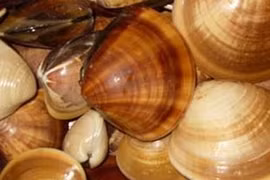 L'essor de l'exportations des mollusques bivalves vers les Etats-Unis 
