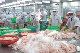 Transformation des pangasius. (Photo: Minh Tri/VNA)