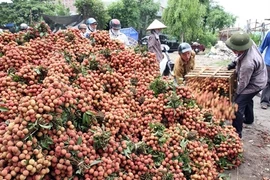 Les premiers litchis vietnamiens exportés au Canada le 10 juin. Photo : Dinh Huê/VNA