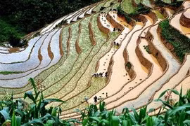 Les rizières en gradins de Mu Cang Chai. Photo : Thanh Ha/VNA
