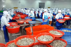 La production des crevettes pour l'exportation du Vietnam. Photo : VNA