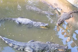 Élevage de crocodiles pour l’export dans la coopérative commerciale Xuân Lôc, 12e arrondissement, Hô Chi Minh-Ville. 