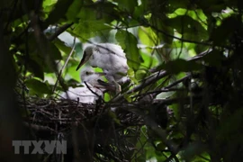 Ninh Binh concilie développement touristique et conservation de la biodiversité