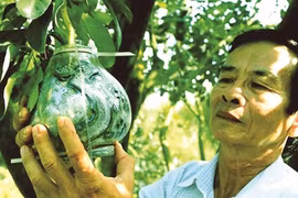 Des pamplemousses patriotiques venus du delta du Mékong