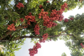 Les litchis vietnamiens à la conquête des marchés étrangers 