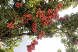 Les litchis vietnamiens à la conquête des marchés étrangers 