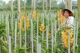 Découverte de huit nouvelles espèces d’orchidée au Tay Nguyen