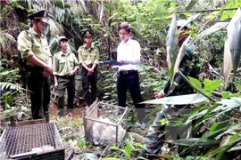 Quang Binh : un trafic d'animaux sauvages démantelé