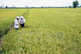 Ha Nam: production expérimentale du riz Japonica