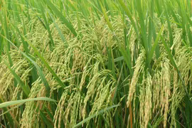 Bientôt le Festival de l’agriculture à Ho Chi Minh-Ville 