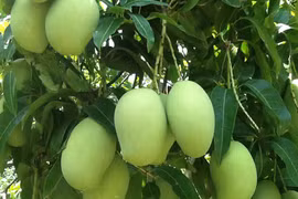 Les exportations de mangues au Japon promises à un bel avenir