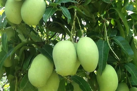 Les exportations de mangues au Japon promises à un bel avenir