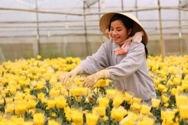 Ho Chi Minh-Ville-Pays-Bas : coopération renforcée dans l'agriculture 