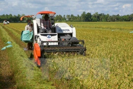 Application des TI japonaises dans la production agricole à Ha Nam 