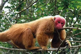 Quang Binh reçoit un macaque à face rouge 