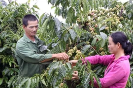 Les exportations de café bien transformé en forte croissance
