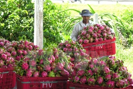 Bond des exportations nationales de fruits et légumes en 2015