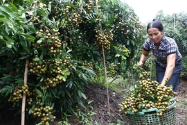 Hung Yên développe l’économie fermière