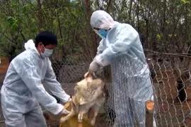 Lai Chau : découverte de deux foyers de grippe aviaire A/H5N6