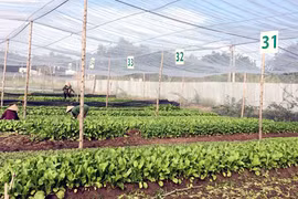 Dong Nai: une ferme de légumes aux normes de l'agriculture bio européennes et américaines