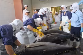  Le Vietnam, 3e fournisseur de thon au Canada 