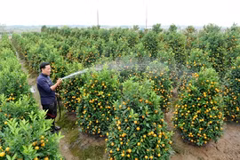 Cultivateur de kumquats et pêchers, un métier anxiogène