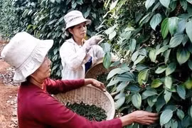 Les exportations de poivre sont en hausse