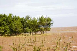 La R. de Corée aide Soc Trang dans la protection des écosystèmes