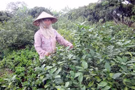 Des millions de dollars d’exportation de feuilles de citronnier