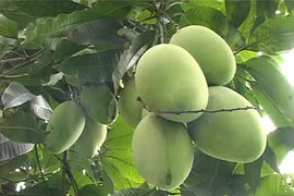 Les mangues de Cat Chu seront exportées au Japon