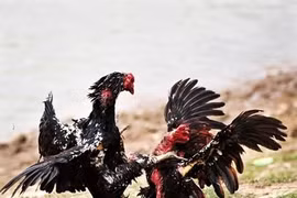 À Thô Hà, le gratin des coqs de combat 