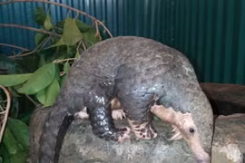 Sauvetage de 63 pangolins par le centre Save Vietnam’s Wildlife
