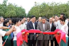 Les entreprises vietnamiennes de caoutchouc fonctionnent bien au Cambodge