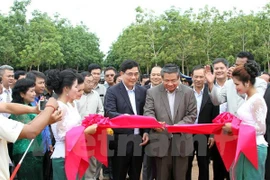 Les entreprises vietnamiennes de caoutchouc fonctionnent bien au Cambodge