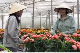 Russie, nouveau débouché prometteur pour les fleurs de Da Lat 