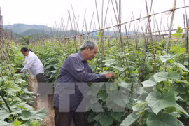 Le TPP donnera un nouvel essor à l’agriculture vietnamienne 