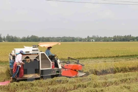 Bond des exportations nationales de riz en novembre