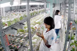 HCM-Ville et Sacramento (Etats-Unis) coopèrent dans la formation du personnel