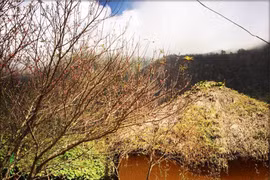 Floraison précoce des pêchers dans la province de Lao Cai