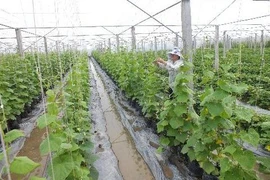 Agriculture: le Vietnam recense plus de 700 projets d’IDE 