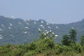 Canon Vietnam lance un programme de reboisement à Thanh Hoa